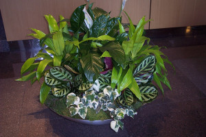 Mixed Foliage Bowl