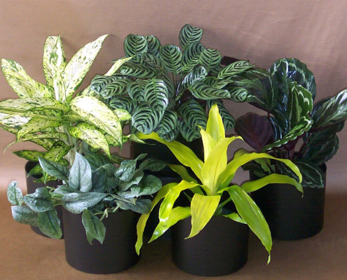 Seasonal Plants