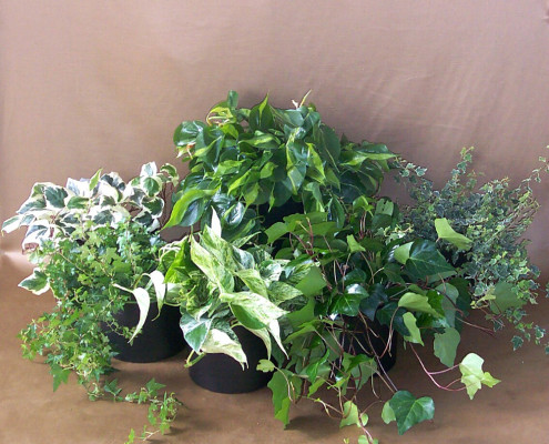 Seasonal Plants