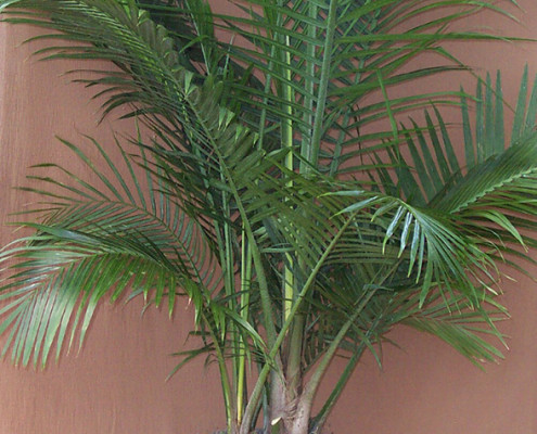 Hooperiana Palm