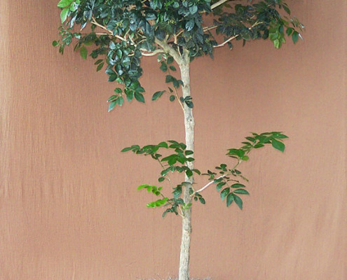 Jasmine Tree