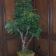 Silk Oriental Ficus