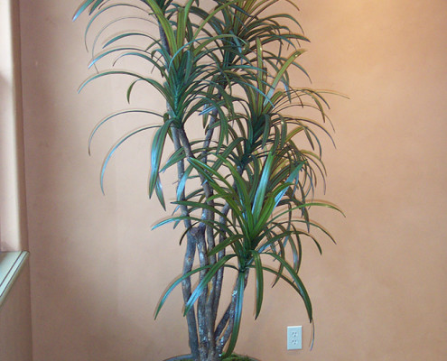 Silk Marginata Plant