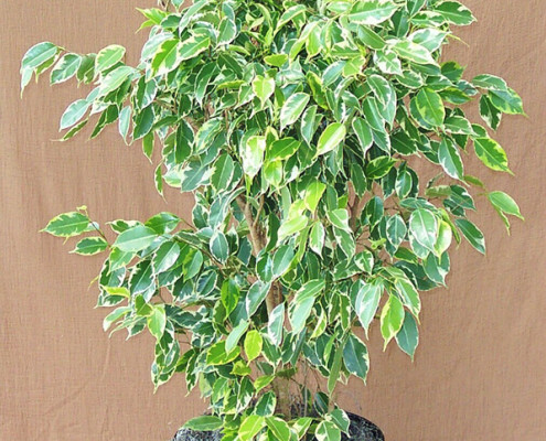 Variegated Ficus Benjamina