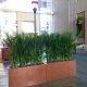 Bamboo Palms in lobby