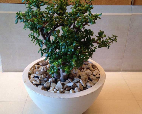 Jade Plant in planter