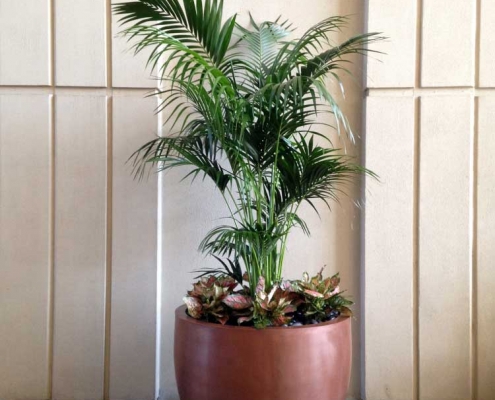 Kentia Palm in bronze pot