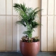 Kentia Palm in bronze pot