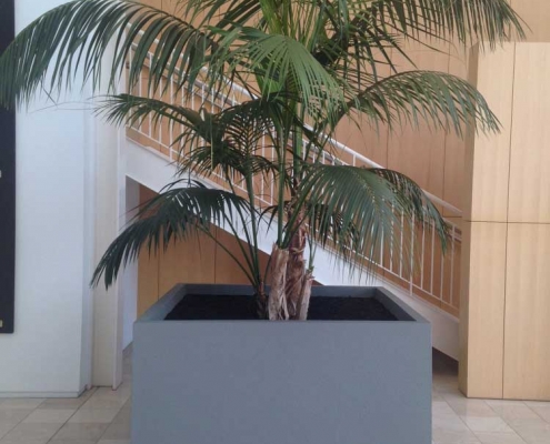 Kentia Palm in pewter planter